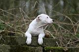DOGUE ARGENTIN 319